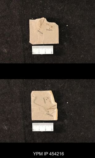 undet. Zygoptera