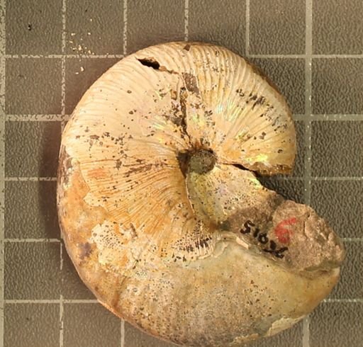 Hoploscaphites nicolletii