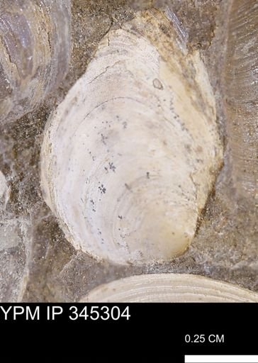 undet. Bivalvia