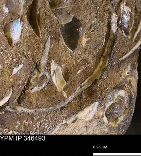 undet. Mollusca