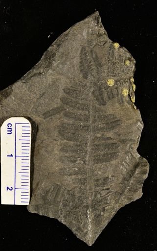 Pecopteris candolleana