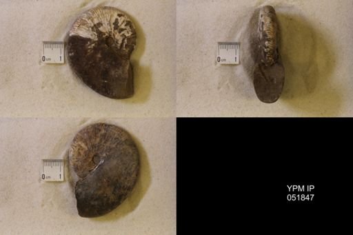 Hoploscaphites nicolletii