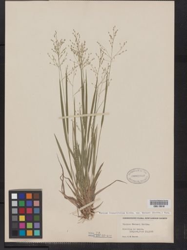 Panicum linearifolium