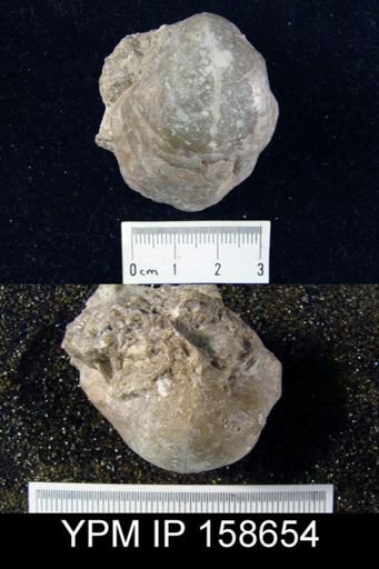 Pentamerus oblongus