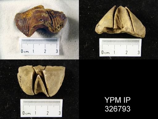 Syringothyris angulata