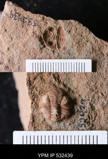 undet. Trilobita