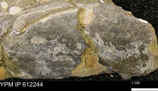Pseudoptera subtortuosa