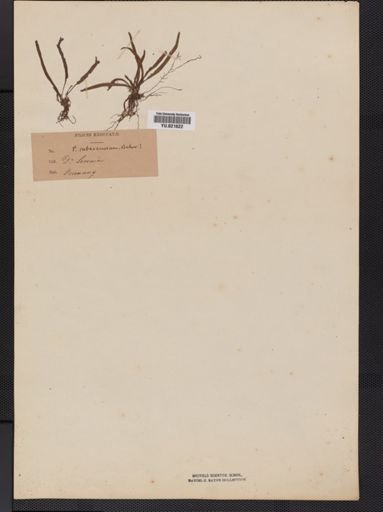 Polypodium