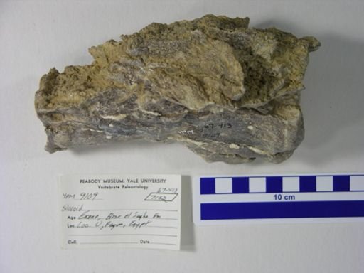 Siluriformes