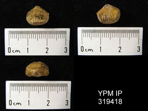 Rhynchopora sp.