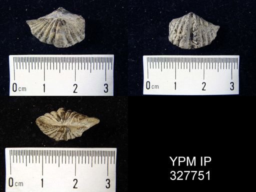 Delthyris sculptilis