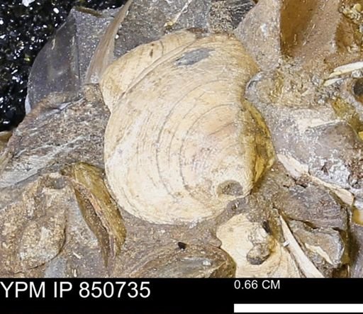 Limopsis striatopunctatus