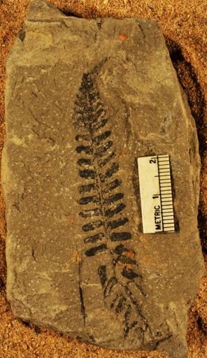 Pecopteris