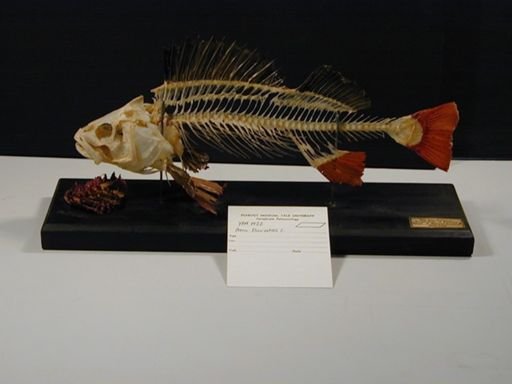 Perca fluviatilis