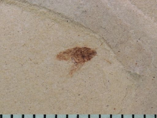 Hemiptera?