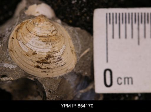 Limopsis striatopunctatus
