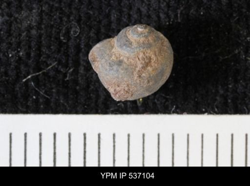 Viviparus montanaensis