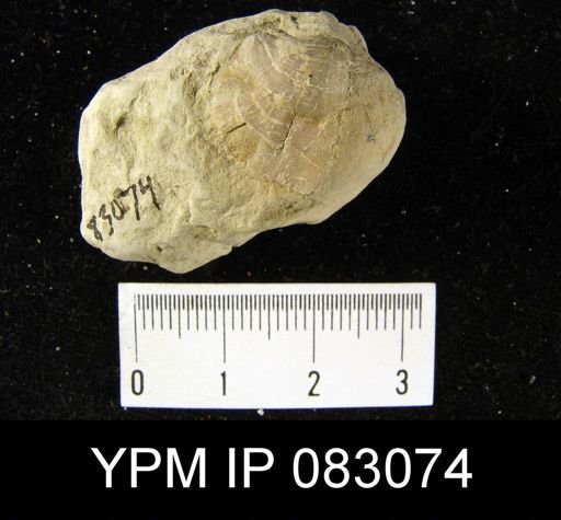 Leptaenisca concava