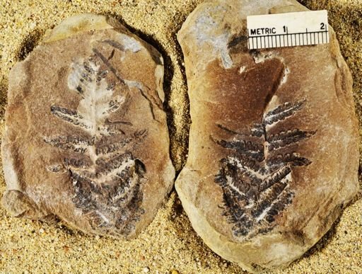 Pecopteris