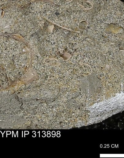 undet. Scaphopoda