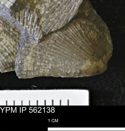 Oxytoma (Hypoxytoma)