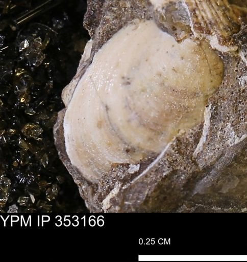 Protocardia?