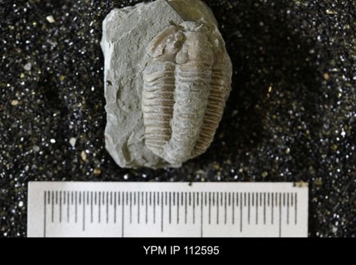 Calymene callicephala