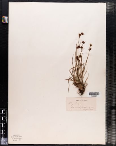 Rhynchospora capitellata