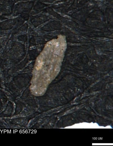 Miliammina manitobensis