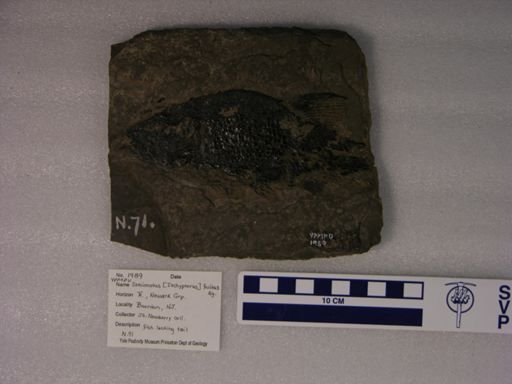 Semionotus fultus