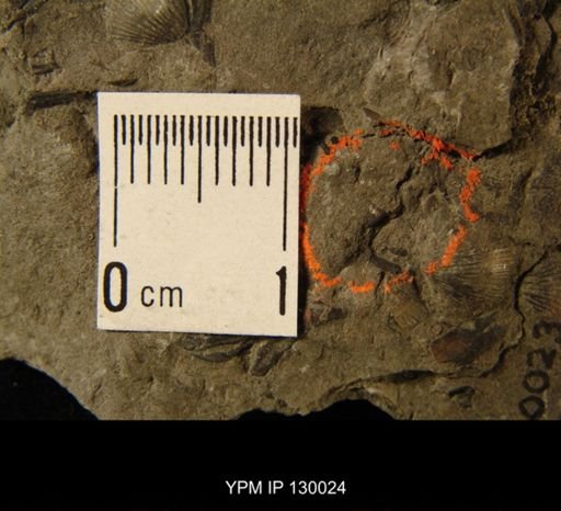 Ostracoda