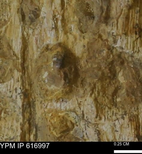 Teredo sp.