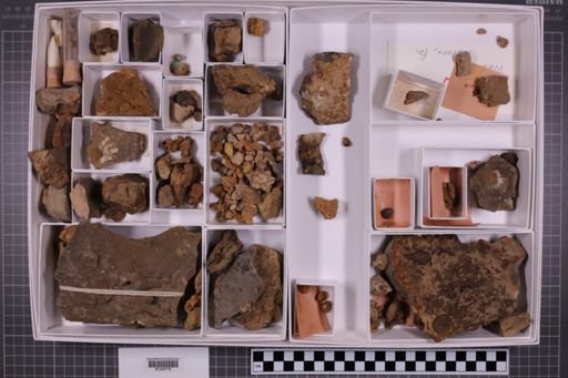 mixed taxa, stratigraphic collection