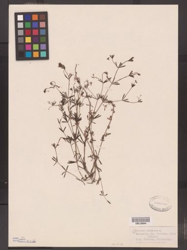 Galium palustre