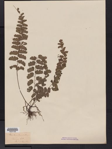 Adiantum
