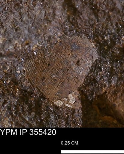 undet. Bivalvia