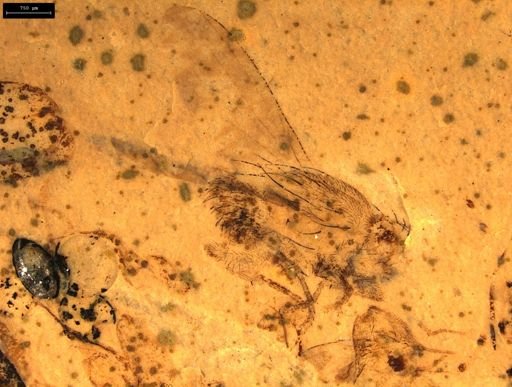 undet. Diptera