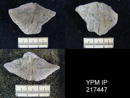 Spirifer cameratus