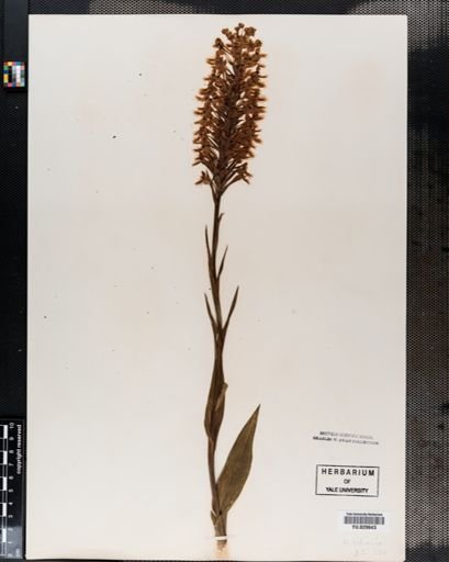Habenaria ciliaris