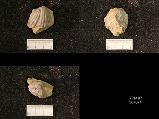 Platystrophia ponderosa