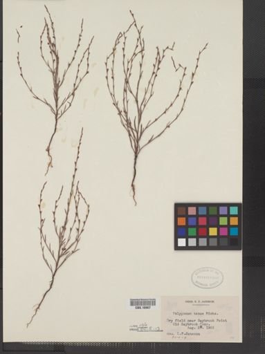 Polygonum tenue