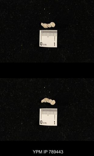 undet. Bryozoa