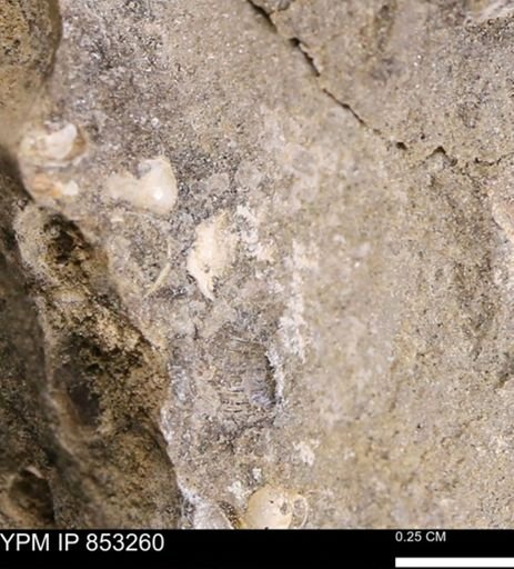 Limopsis? striatopunctatus
