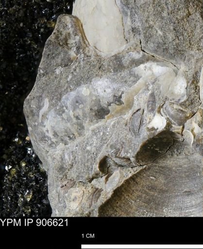 undet. Mollusca