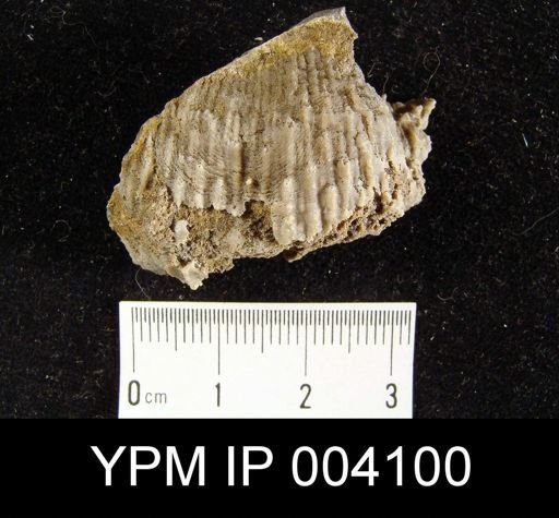 Productus inflatus