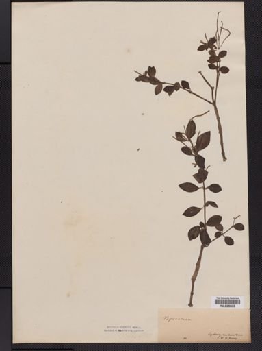 Peperomia