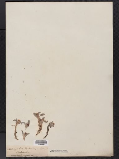 Astragalus