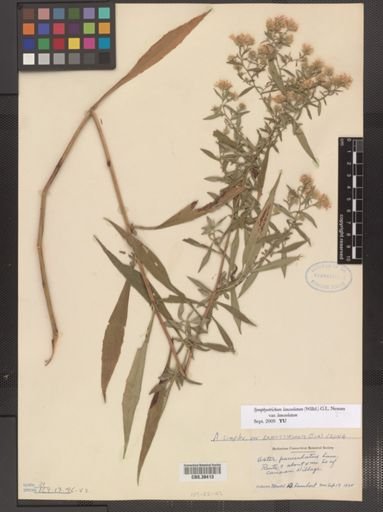 Symphyotrichum lanceolatum lanceolatum