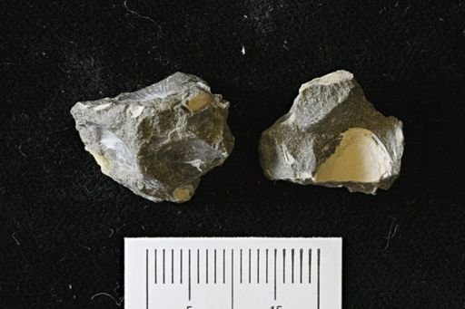 Oxytoma (Hypoxytoma) nebrascana