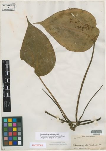 Peperomia wrightiana